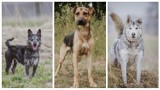 Leszno. Kilkadziesiąt psów ze schroniska w Henrykowie czeka na adopcję ZDJĘCIA i OPISY