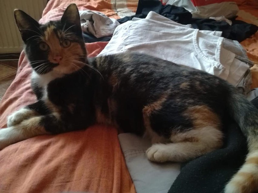 Zaginęła kotka Miśka w Starych Oborzyskach FOTO