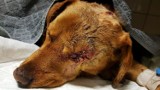 Skatowany pies żywcem zakopany w lesie. Nowosolska policja postawiła sobie jako priorytet ustalenie sprawcy i doprowadzenie go przed wymiar 