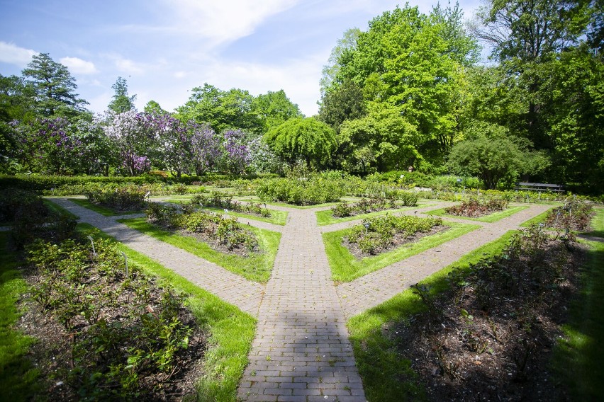 Ogród Botaniczny Uniwersytetu Warszawskiego powraca. Przygotowano kilka zmian i mnóstwo atrakcji na otwarcie. Znamy szczegóły