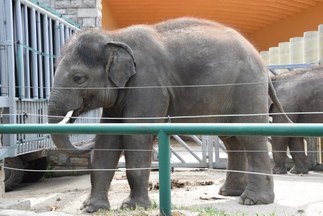 Już w niedzielę 12 sierpnia będzie Światowy Dzień Słonia. W Śląskim Ogrodzie Zoologicznym nie zaplanowano atrakcji związanych z tym wydarzeniem. W tym dniu odbędzie się Dzień Pszczoły Miodnej. Dzień Słonia odbędzie się natomiast w sobotę 11 sierpnia w ZOO Ostrava w Czechach.