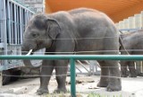 Światowy Dzień Słonia: Przyjedźcie do zoo w Ostrawie lub do zoo w Chorzowie