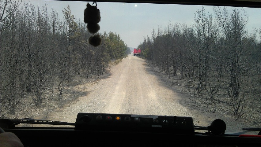Pożar lasu pod Olkuszem. Ogień strawił ponad 40 hektarów [ZDJĘCIA, VIDEO]