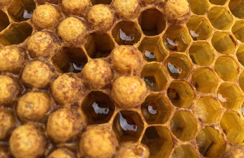 Związki pozyskiwane z organizmów pszczół w stadium larwalnym...