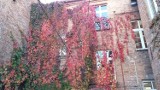 Złota polska jesień w Chełmnie. Tak wygląda Miast Zakochanych w jesiennym słońcu. Zdjęcia