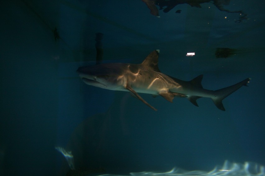 Rekiny w Rudzie Śląskiej