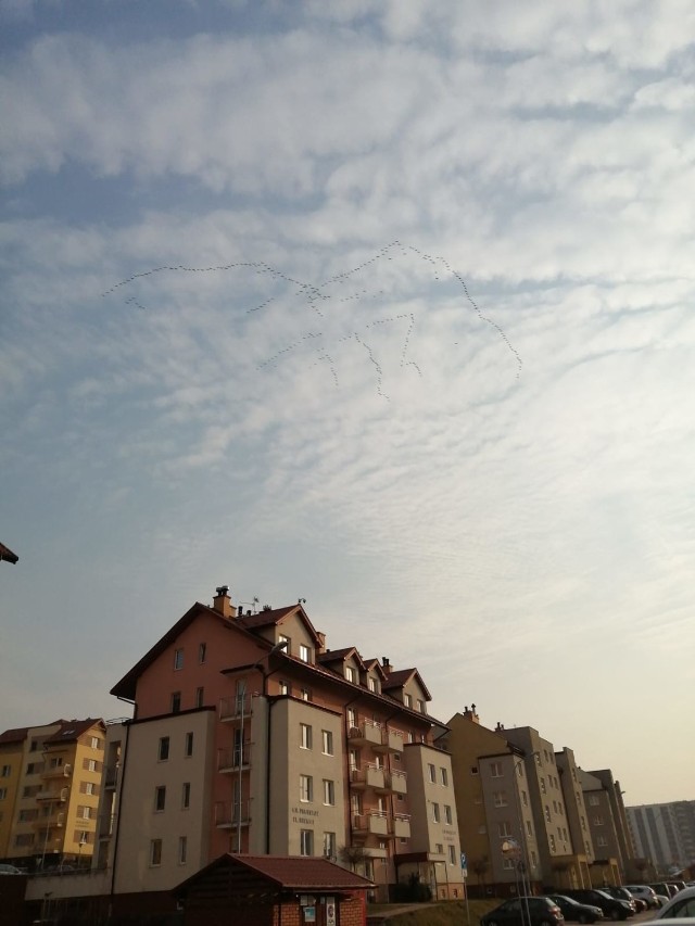 Piękne klucze żurawi sfotografowaliśmy w niedzielę popołudniu nad osiedlem im. Franciszka Kotuli.