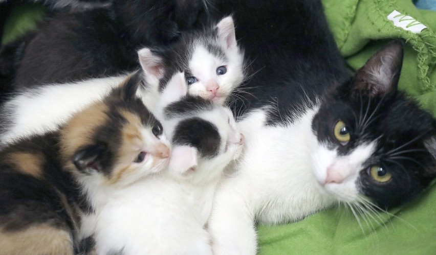Te pieski i kotki czekają na adopcję w legnickim schronisku, zobaczcie zdjęcia