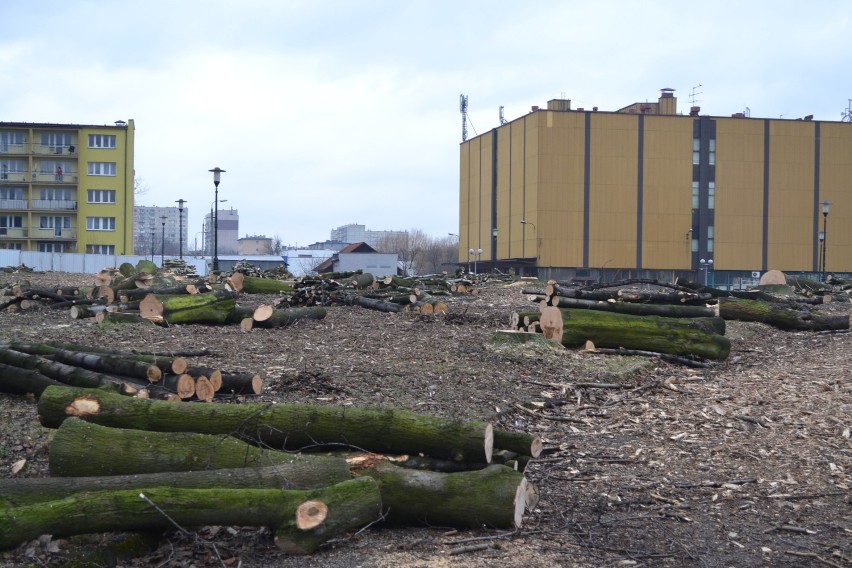 Drzewa rosnące w parku przy Domusie zostały ścięte