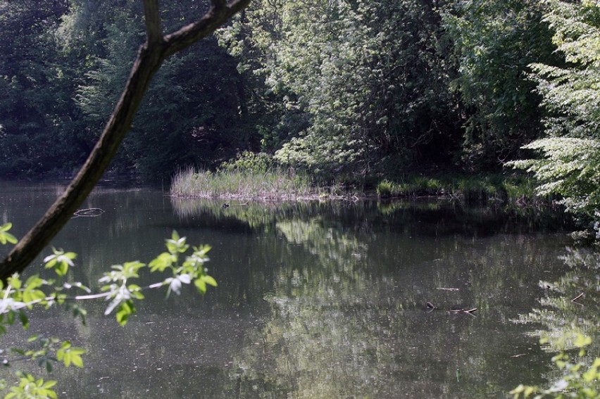 Glinki w legnickim Lasku Złotoryjskim to atrakcja miasta [ZDJĘCIA]