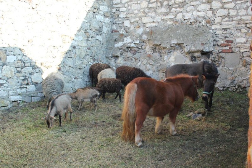 Bożonarodzeniowa szopka w Będzinie