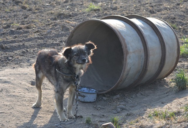 Akcja zorganizowana przez OTOZ Animals na celu uwrażliwienie ...