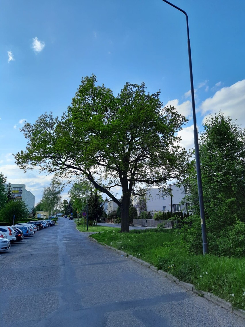 Kilkadziesiąt drzew przy Szymanowskiego i Krótkiej w Żarach...