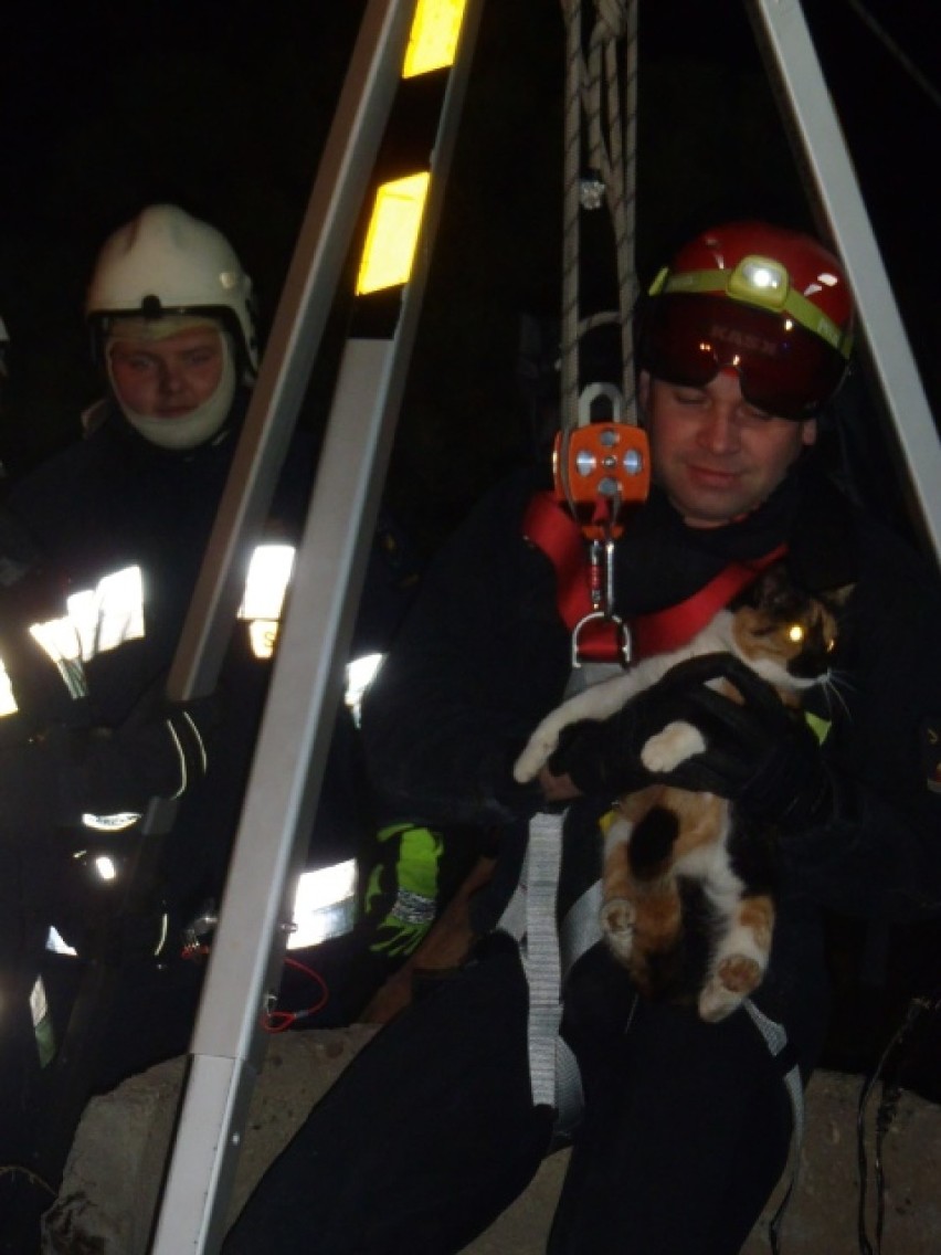 Niezgoda: Strażacy wyciągnęli kota z głębokiej studni