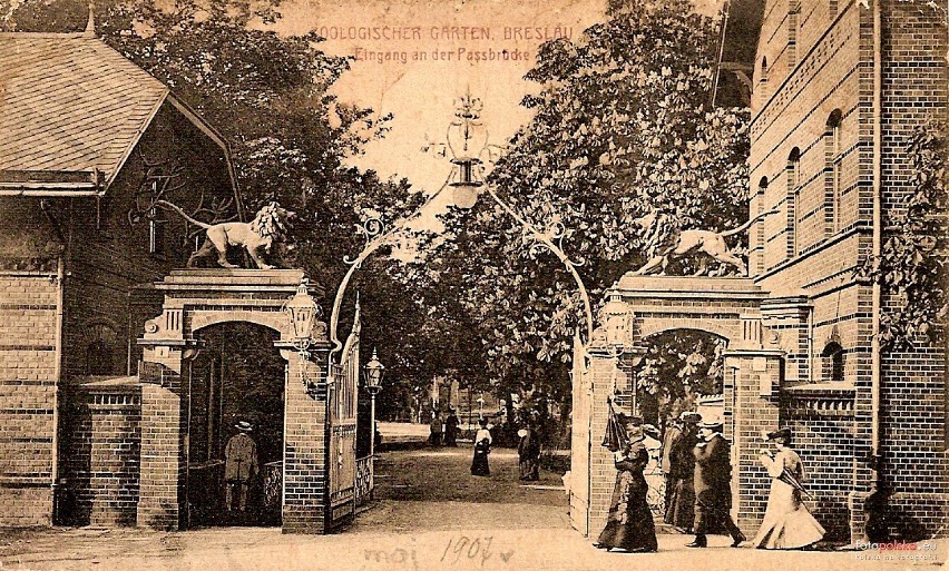 155 lat wrocławskiego ogrodu zoologicznego [ARCHIWALNE ZDJĘCIA]                           