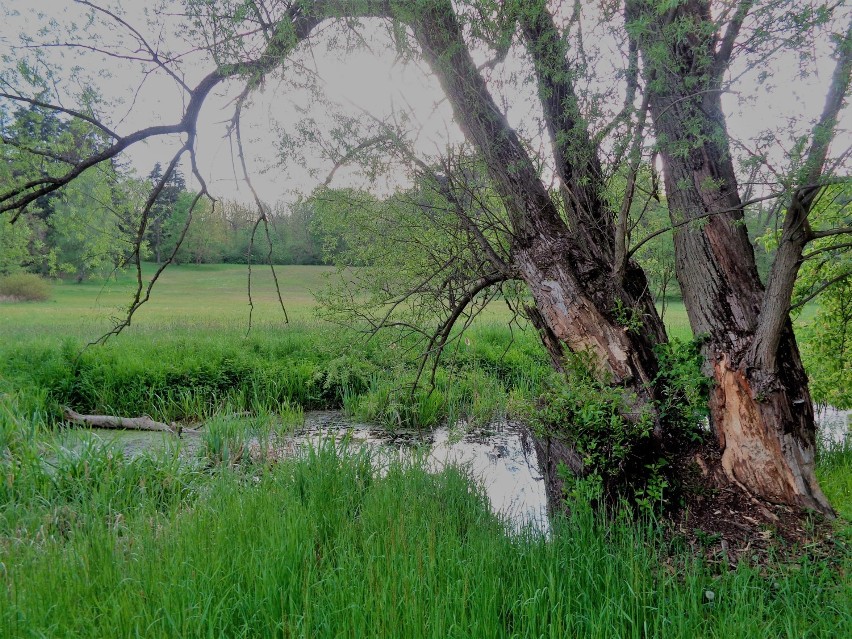 Gołuchowski park wiosennie. Zobacz, jak pięknie się...