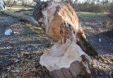 Tarnów. Bobry buszują nad Wątokiem. Ostatnio powaliły kolejne dwa duże drzewa w rejonie ul. Łyczków [ZDJĘCIA]