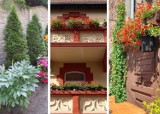 Oto najpiękniejsze ogrody i balkony w Grudziądzu! Nagrodzeni w konkursie "Ozdabiamy domy kwiatami". Zobacz zdjęcia 