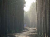 &quot;Leśna autostrada&quot; połączy Urbanówko z Krzyżkówkiem