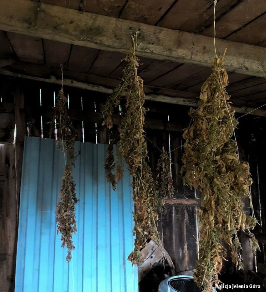 Jelenia Góra. 40- letnia kobieta suszyła marihuanę podwieszoną pod sufitem. Uzyskać z niej można 1400 porcji