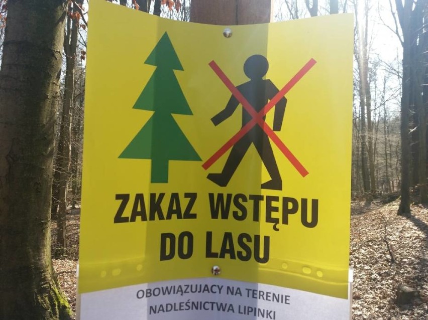 Koronawirus: Zakaz wstępu do lasu będzie przedłużony do 19...