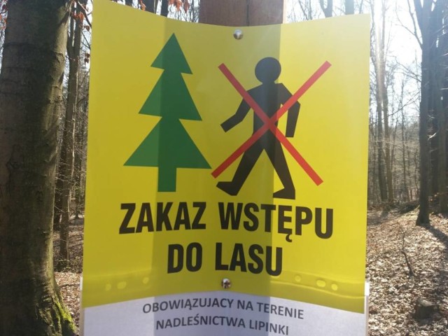 Koronawirus: Zakaz wstępu do lasu będzie przedłużony do 19 kwietnia