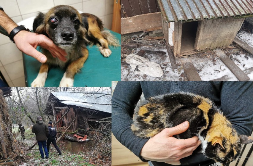 Gehenna psów i kotów w Krościenku Wyżnym. Żyły w koszmarnych warunkach. Właścicielka usłyszała zarzuty znęcania się nad zwierzętami