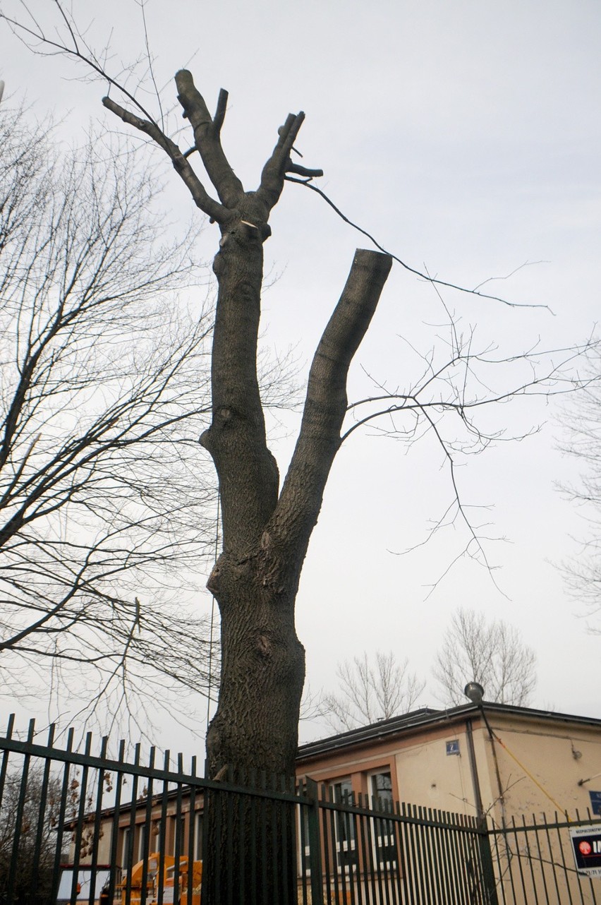 Kraków. 28 tysięcy drzew zniknęło w dwa lata. I ma być gorzej