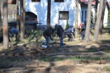Posadzili 3000 sadzonek buków w lesie w Rokitkach, koło Tczewa [ZDJĘCIA]