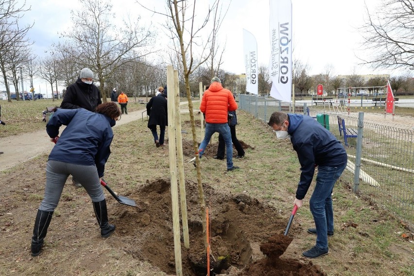 Drzewa, które w piątek posadzono w parku Górczyńskim, to...