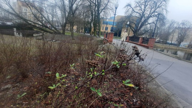 Zielenią się już pierwsze krzaczki w Parku Róż.