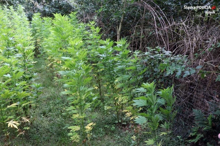 Marihuanę uprawiano w przydomowym ogródku w Świerklanach