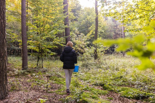 Grzyby na Dolnym Śląsku można zbierać już całymi koszami, trzeba jednak znać odpowiednie lokalizacje. Nasi czytelnicy polecają m.in. okolice Paszowic, Bolesławca, ale też Jeleniej Góry, czy Wrocławia. Na kolejnych zdjęciach sprawdzisz gdzie na przestrzeni ostatnich dni znajdowano najwięcej grzybów na Dolnym Śląsku!

Do kolejnej fotografii przejdziesz za pomocą gestu, strzałki lub kursora.