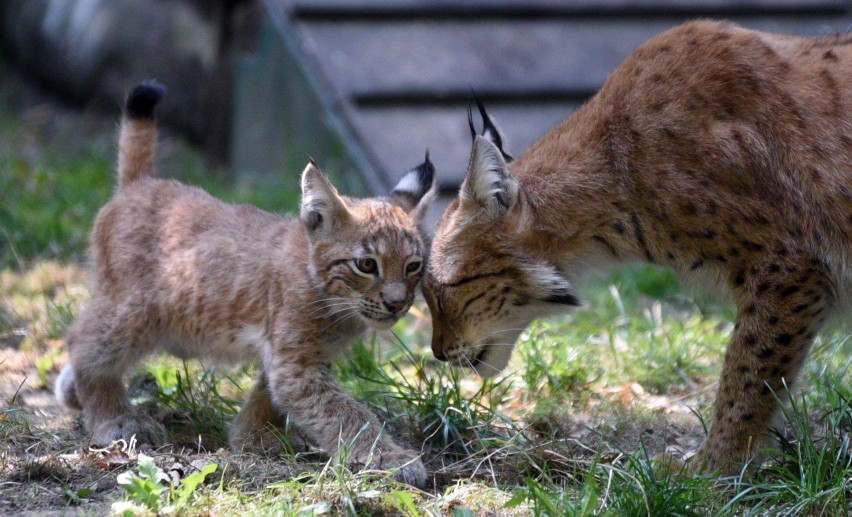 Mały ryś w zoo w Łodzi. Pierwszy spacer