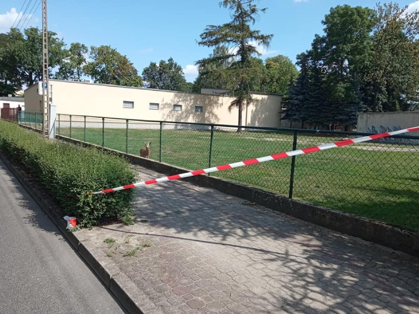 Koziołek zabłąkał się w centrum Leszna. Zwierzę utknęło na tyłach Zespołu Szkół Ekonomicznych ZDJĘCIA