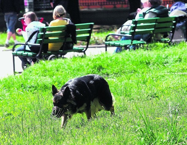 Niektóre psy są wypuszczane na spacer same