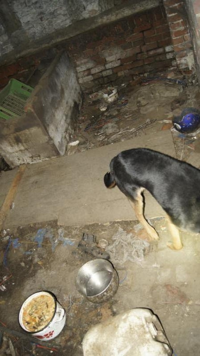 Na kilka lat zamknęli psa w piwnicy. Żył pośród śmieci i własnych odchodów [ZDJĘCIA]
