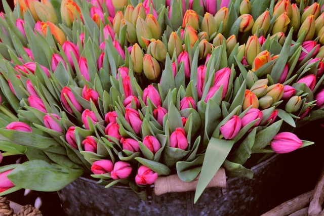 Oto TOP 5 najlepszych kwiaciarni w Radomsku wskazanych przez internautów!