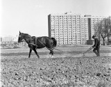 Obrzeża Poznania na fotografiach sprzed nawet 100 lat! Wyjątkowa wystawa w Centrum Kultury Zamek