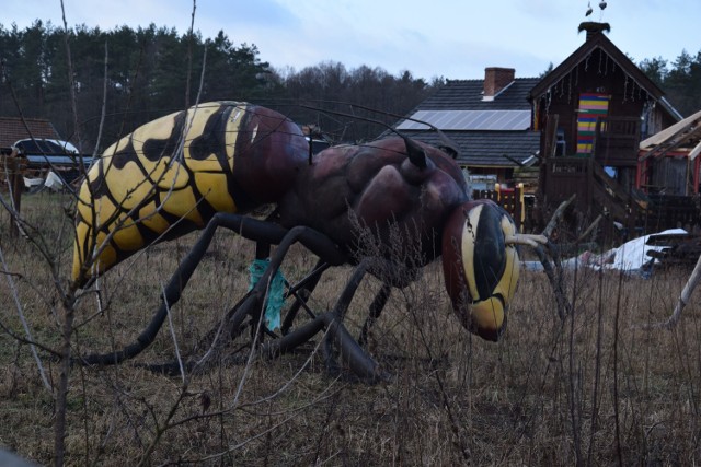 Wielkie insekty wylądowały w Krągach....