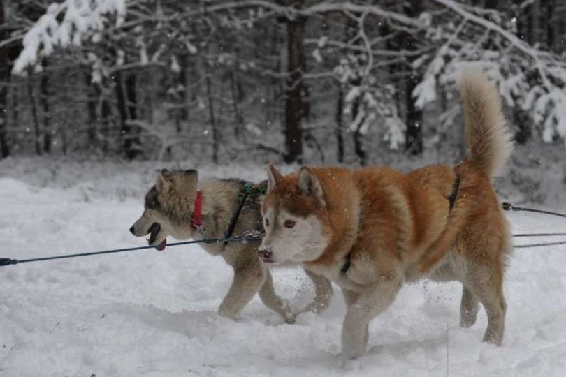 Dąbrowa Górnicza: 14-15 stycznia wyścigi psich zaprzęgów w Błędowie [WIDEO+ZDJĘCIA]