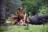 Wiatr zniszczył pomniki przyrody w dobrzyckim parku