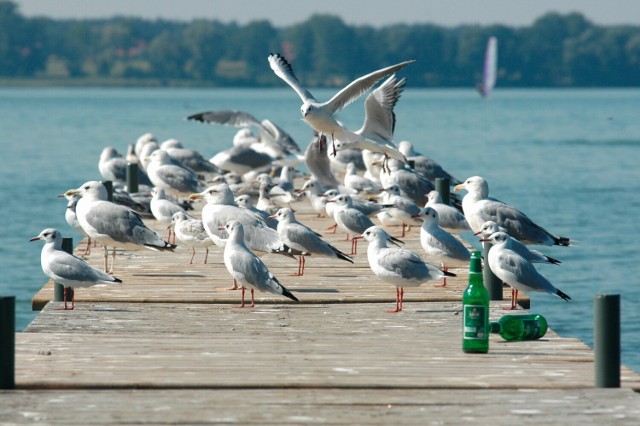 Nad lubuskimi jeziorami zrobiliśmy takie zdjęcia, by na nich zatrzymać ten letni, niepowtarzalny klimat...