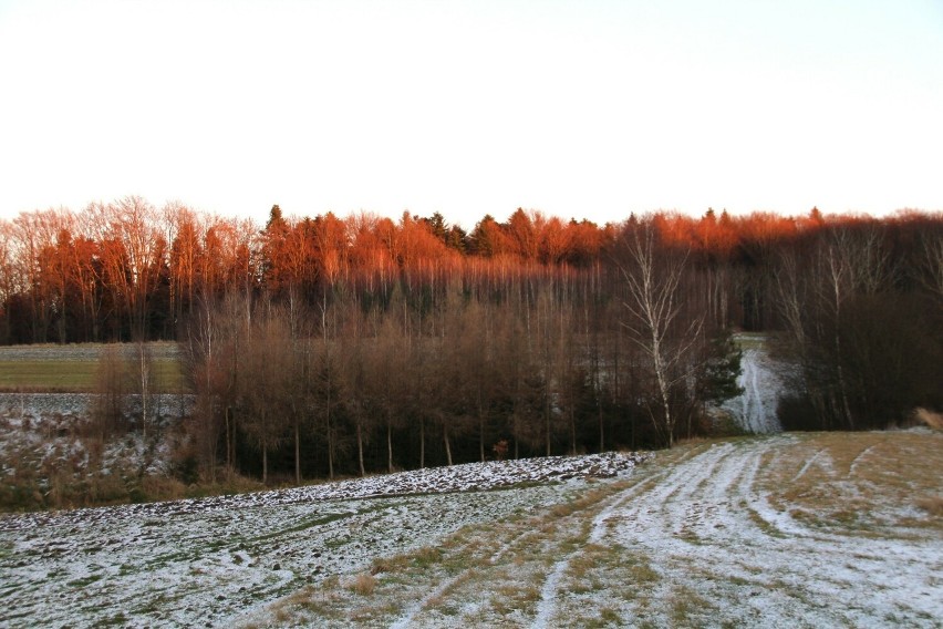 Droga z Kosobud do miejscowości Wojda. W tym lesie odbyły się wydarzenia opisywane przez Marcina Olchowskiego