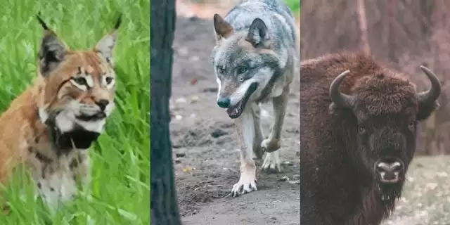 W naszych lasach pojawiają się rzadkie zwierzęta ->