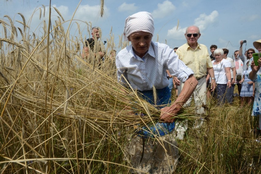 Ruszył powszechny spis rolny. Kogo obowiązuje, ile potrwa? 