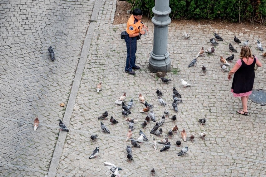 Gołębie zapamiętują miejsca, gdzie rzucane jest im jedzenie....