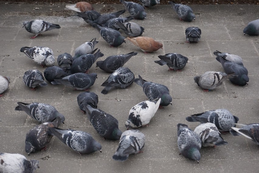 Gołębie zapamiętują miejsca, gdzie rzucane jest im jedzenie....