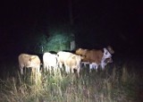 Gmina Sieraków. Wilk zaatakował krowę w Kłosowicach. Mamy nowe informacje [FOTO]