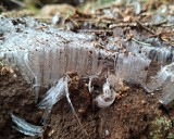 Lód włóknisty w Tatrach. Lodowe włosy to wyjątkowo efektowne zjawisko. Zobaczcie zdjęcia!